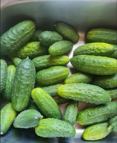 Bush Pickle Cucumber