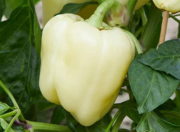 Albino Bullnose Sweet Pepper