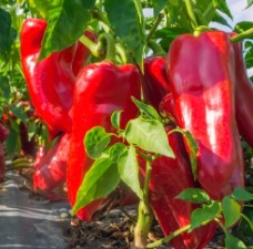 Spanish Mammoth sweet pepper