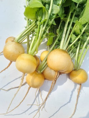 Yellow Radish