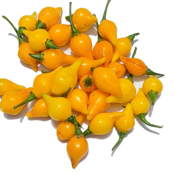 Biquinho Yellow Chili