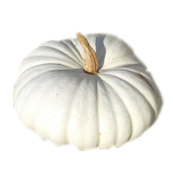 Flat White Boer Pumpkin Glen Seeds