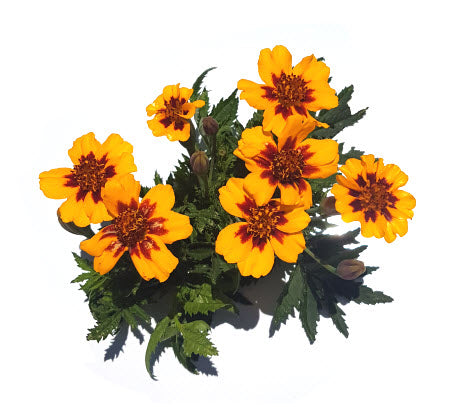 Marigold: Naughty Marietta