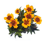 Marigold: Naughty Marietta