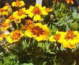 Marigold: Naughty Marietta