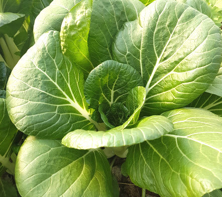 Pak Choi