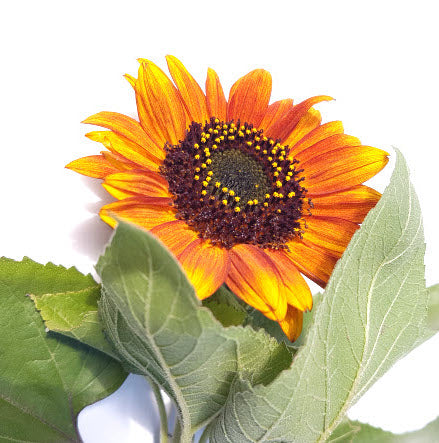Sunflower: Bronze Bush