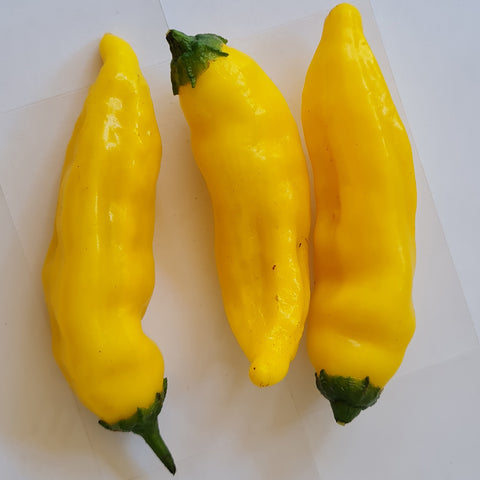 Aji Lemon