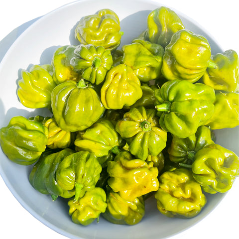 7 Pot Evergreen Chili