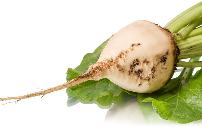 Albino Beet