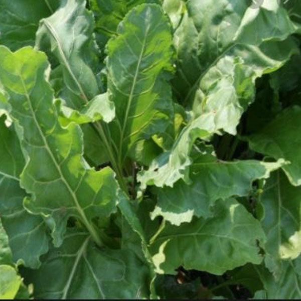 Lutz Green Leaf Beet