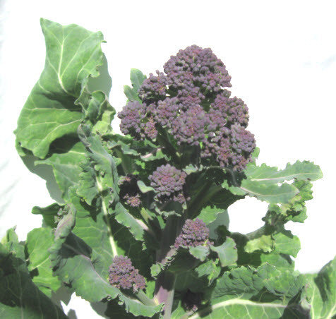 Purple of Sicily Broccoli