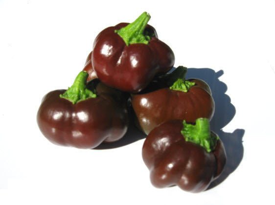 Mini Chocolate Bell Pepper Glen Seeds