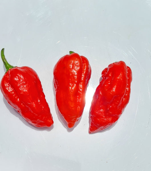Glen_Seeds_Heirloom_Dorset_Nag