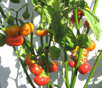 Cannibal Tomato Eggplant