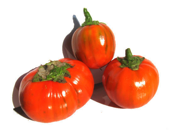 Cookstown Orange Eggplant