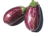 Listada De Gandia Eggplant