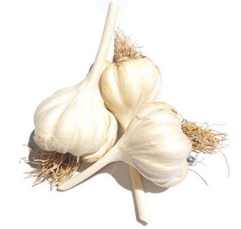Egyptian White Garlic
