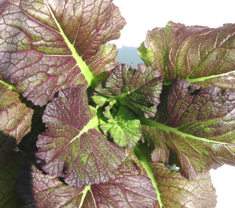 Mustard Japanese Giant Red