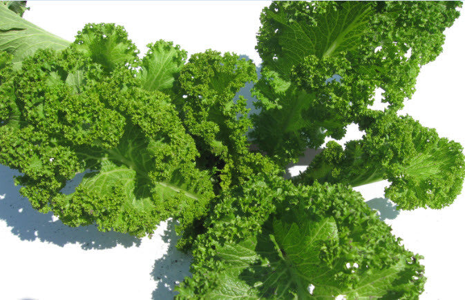 Mustard Southern Curled Giant