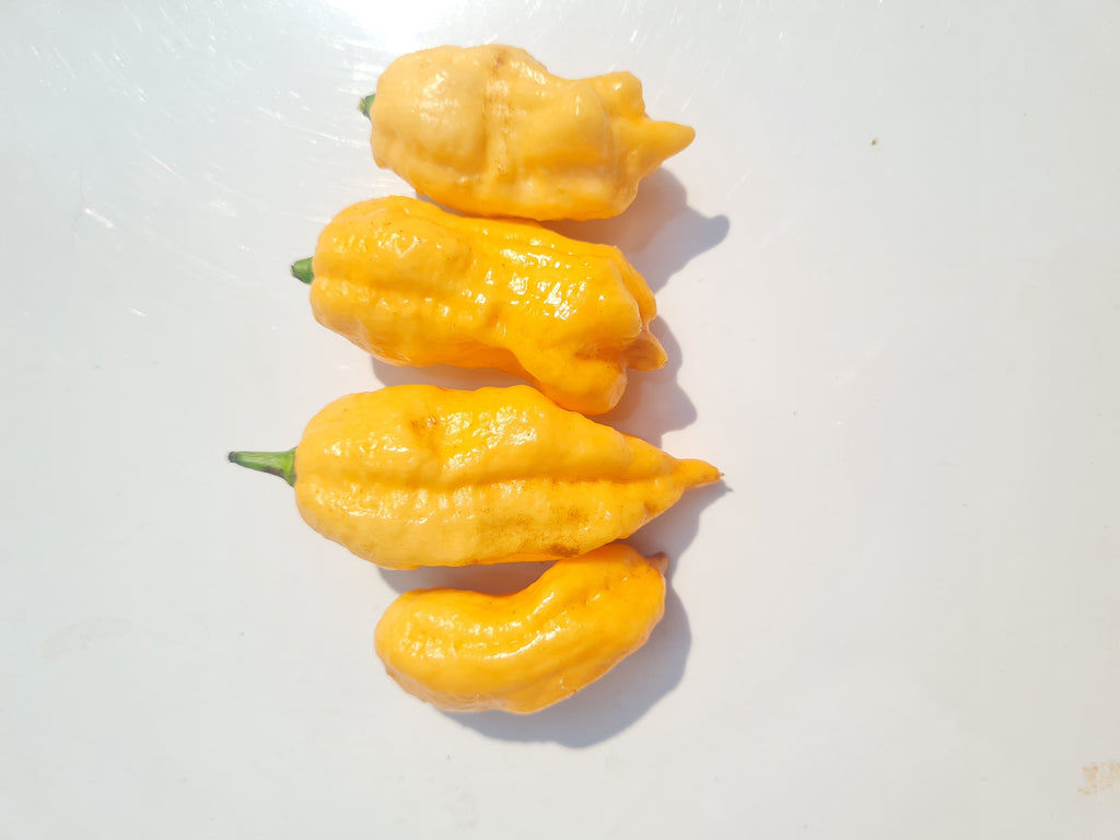 Jay’s Peach Ghost Scorpion Chili