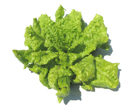 Black Seeded Simpson Lettuce