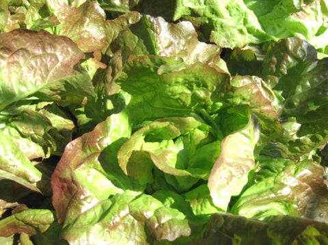 Edox Lettuce