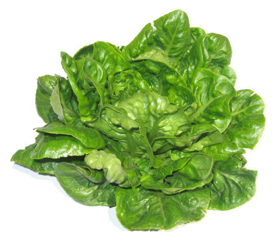 Little Gem Lettuce