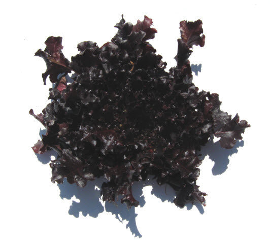 Salad Bowl Red Lettuce