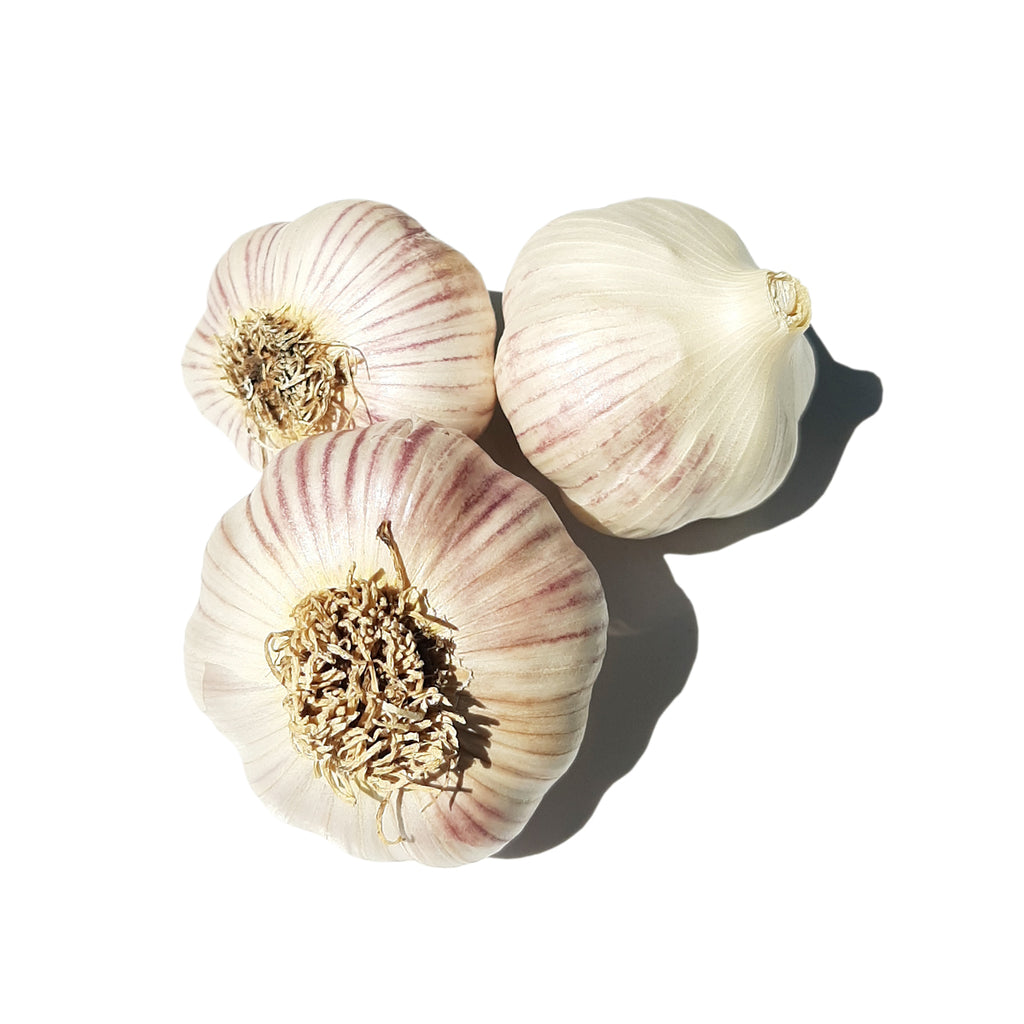 Purple Glazer Garlic