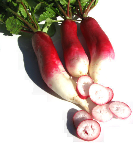 D'Avignon Radish