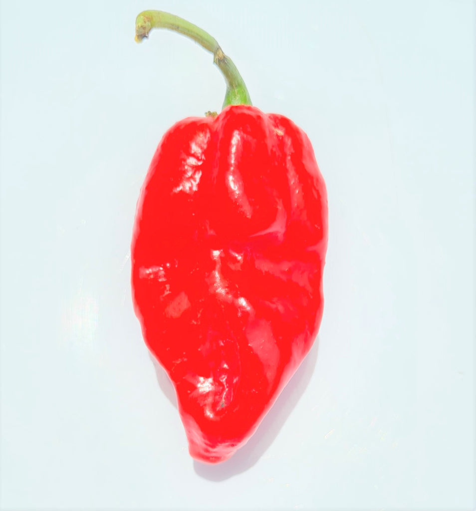 Bhut Jolokia Red