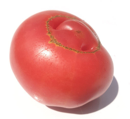 German Head Tomato