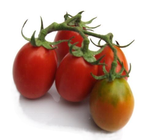 German Lunchbox Tomato – Glen Seeds