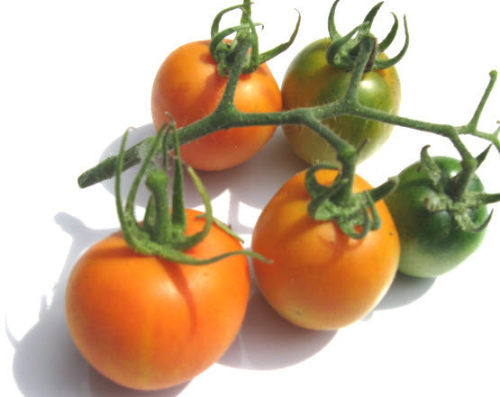 Orange Peach Tomato – Glen Seeds