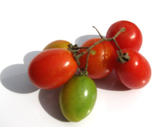 Tumbling Tom Tomato – Glen Seeds