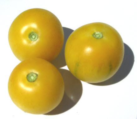 Wapsipinicon Peach Tomato – Glen Seeds