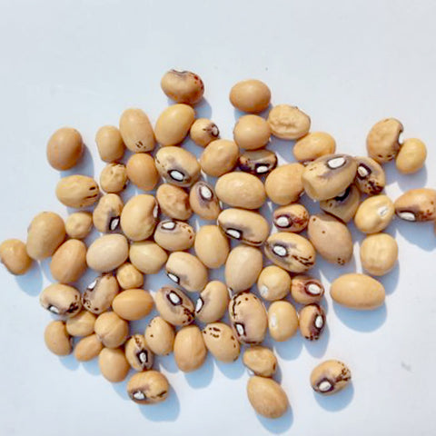 Bambara Ground Nuts - Cream