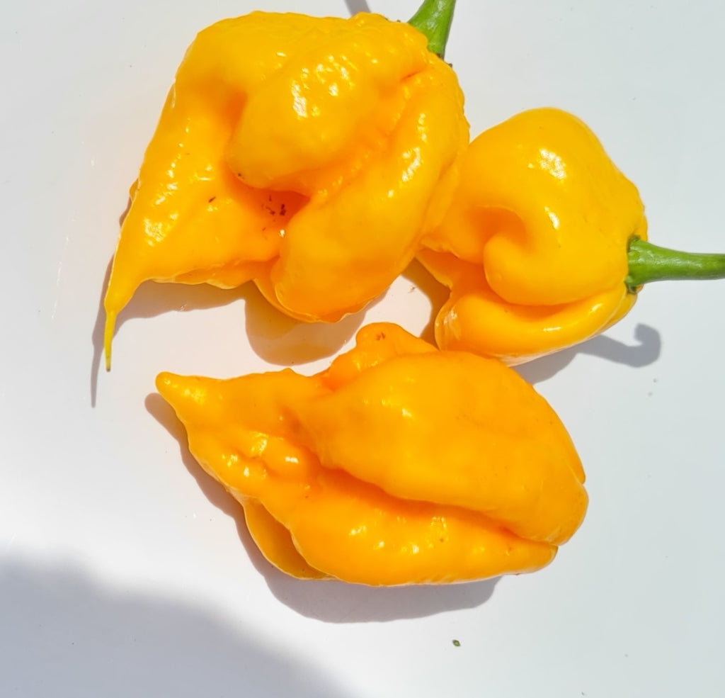 Carolina Reaper Yellow Chili
