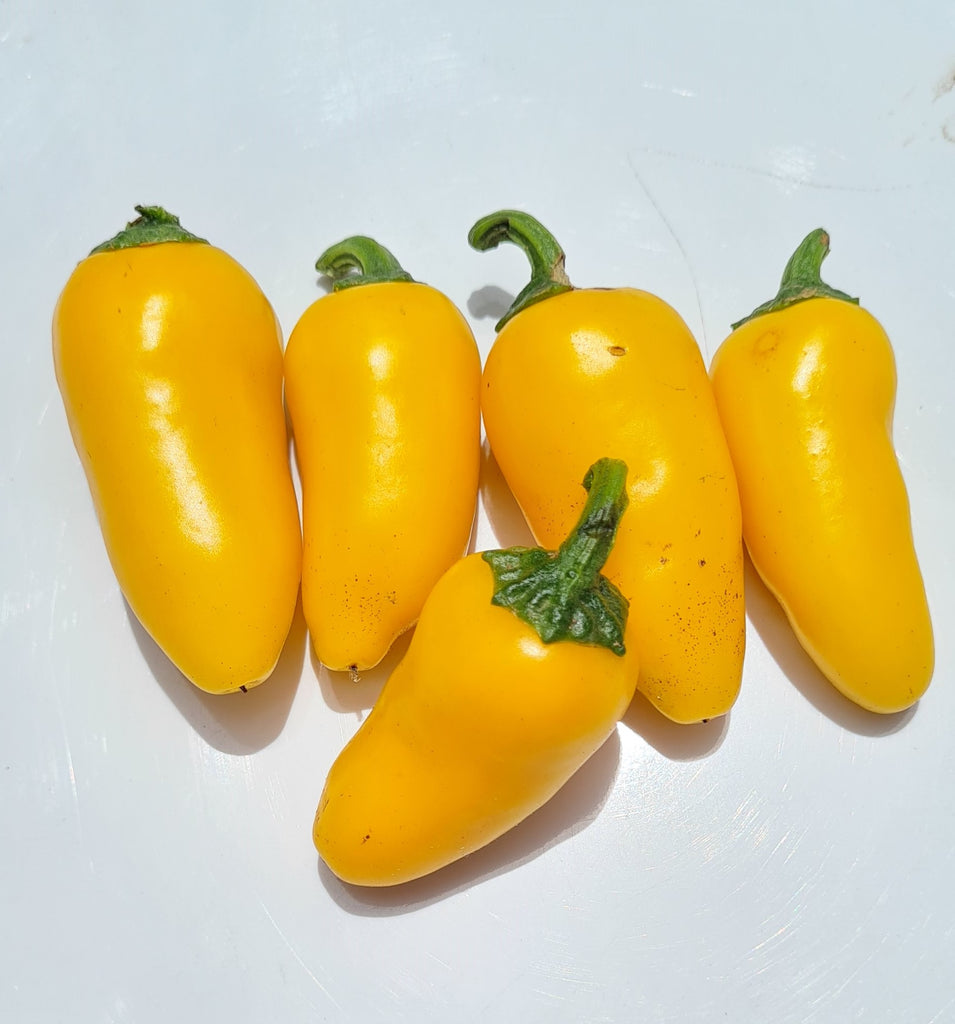 Jalapeno Numex Lemon Spice Chili