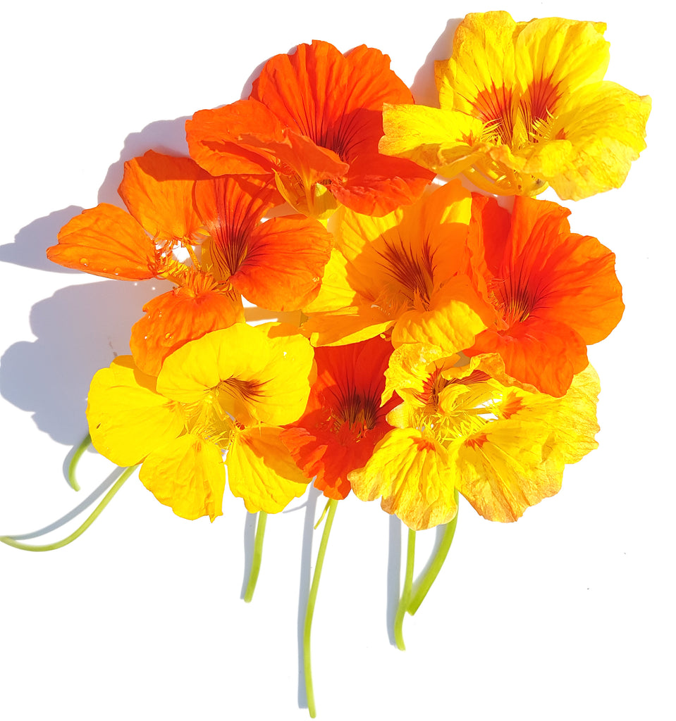 Nasturtium:  Large Mix