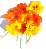 Nasturtium:  Large Mix