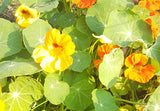 Nasturtium:  Large Mix