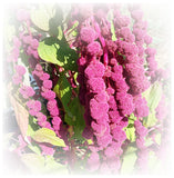 Amaranth: Dreadlocks