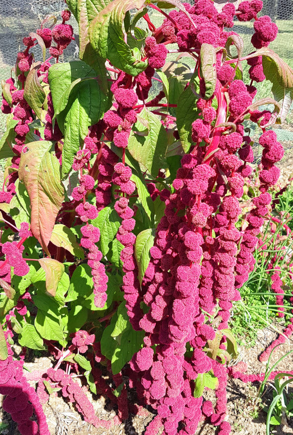 Amaranth: Dreadlocks