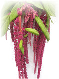 Amaranth: Love Lies Bleeding