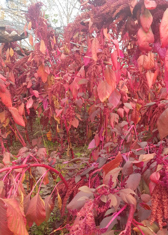 Amaranth: Red Garnet