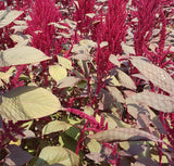 Amaranth: Red Garnet