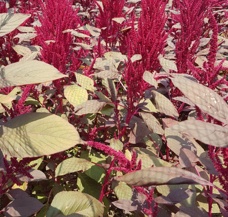 Amaranth: Red Garnet – Glen Seeds