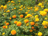 Marigold: Large Mixed